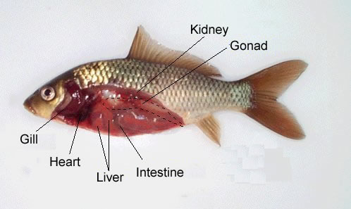 do fish have lungs